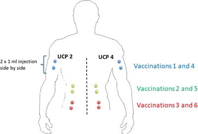 A Phase II Study Evaluating the Interest to Combine UCPVax, a Telomerase CD4 TH1-Inducer Cancer Vaccine, and Atezolizumab for the Treatment of HPV Positive Cancers: VolATIL Study